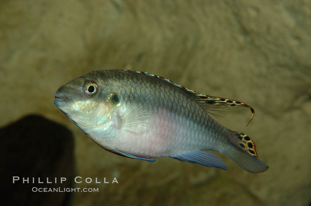 Unidentified freshwater fish., natural history stock photograph, photo id 09294