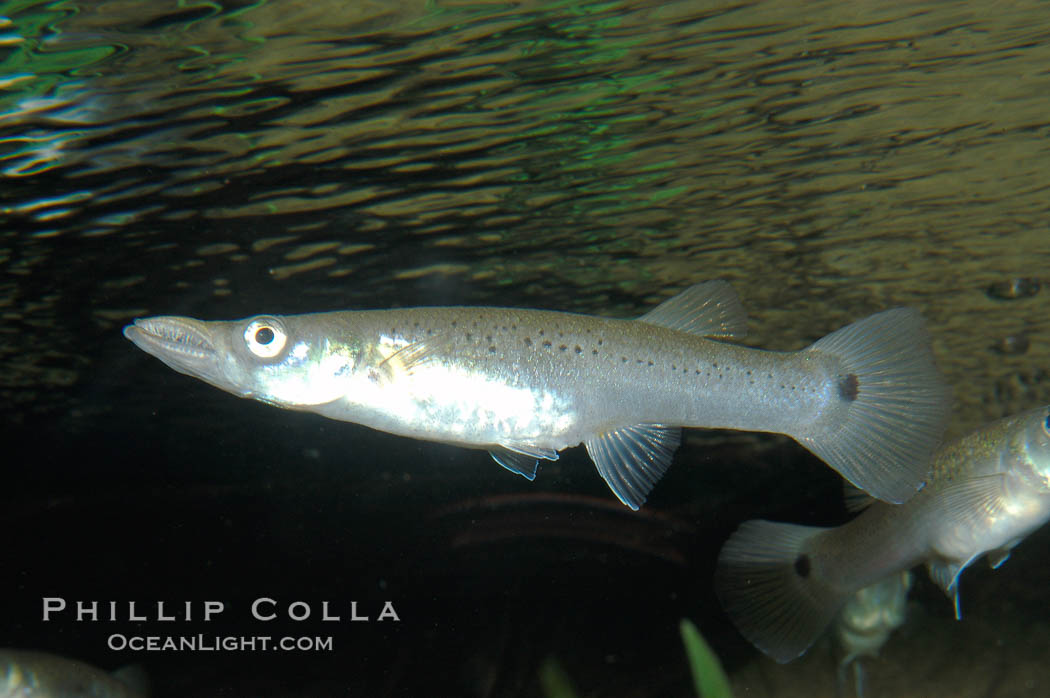 Unidentified freshwater fish., natural history stock photograph, photo id 09296