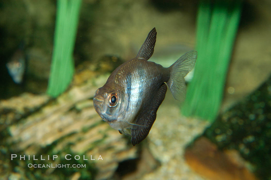 Unidentified freshwater fish., natural history stock photograph, photo id 09295