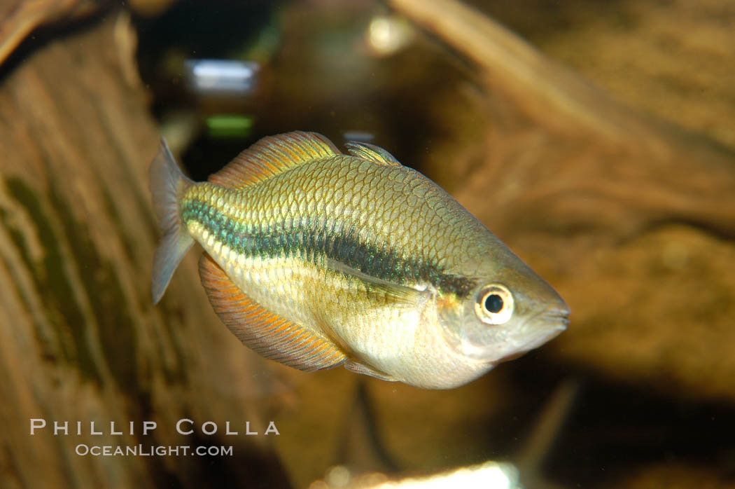 Unidentified freshwater fish, perhaps a rainbowfish., natural history stock photograph, photo id 09471