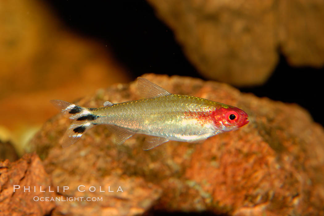 Unidentified freshwater fish., natural history stock photograph, photo id 09475