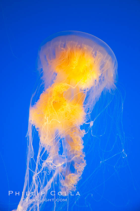 Egg-yolk jellyfish, fried egg jelly., Phacellophora camtschatica, natural history stock photograph, photo id 14034