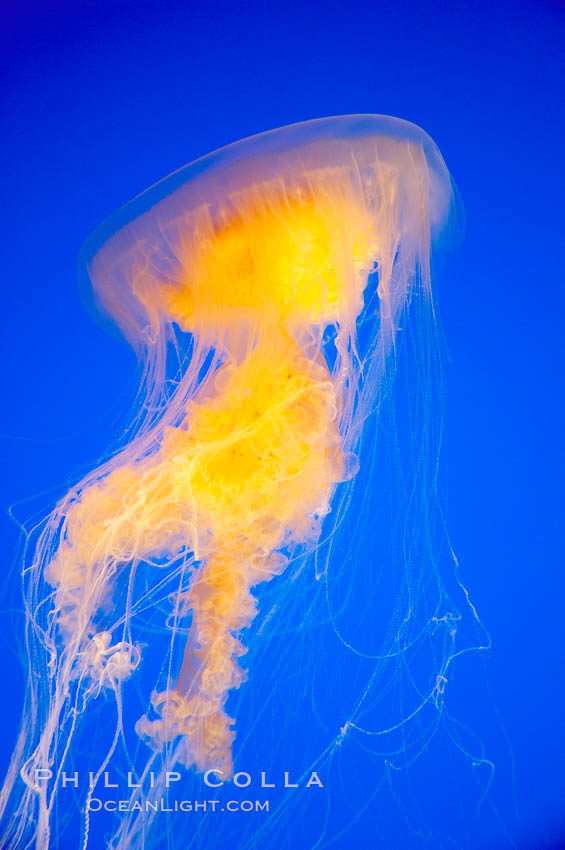 Egg-yolk jellyfish, fried egg jelly., Phacellophora camtschatica, natural history stock photograph, photo id 14035