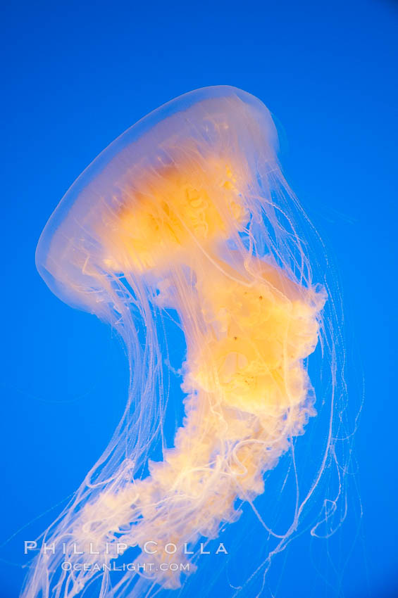 Egg-yolk jellyfish, fried egg jelly., Phacellophora camtschatica, natural history stock photograph, photo id 14033