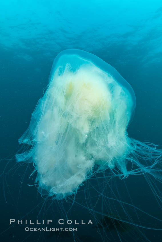 Fried-egg jellyfish, drifting through the open ocean. San Clemente Island, California, USA, natural history stock photograph, photo id 37090