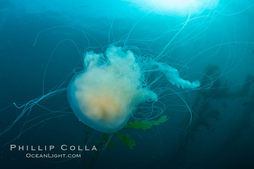 Fried-egg jellyfish, drifting through the open ocean. San Clemente Island, California, USA, natural history stock photograph, photo id 37089