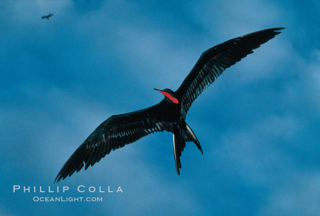 Frigate bird, male. Floreana Island, Galapagos Islands, Ecuador, Fregata, natural history stock photograph, photo id 01779