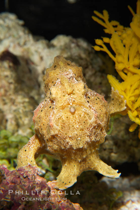 Frogfish, unidentified species.  The frogfish is a master of camoflage, lying in wait, motionless, until prey swims near, then POW lightning quick the frogfish gulps it down., natural history stock photograph, photo id 14514