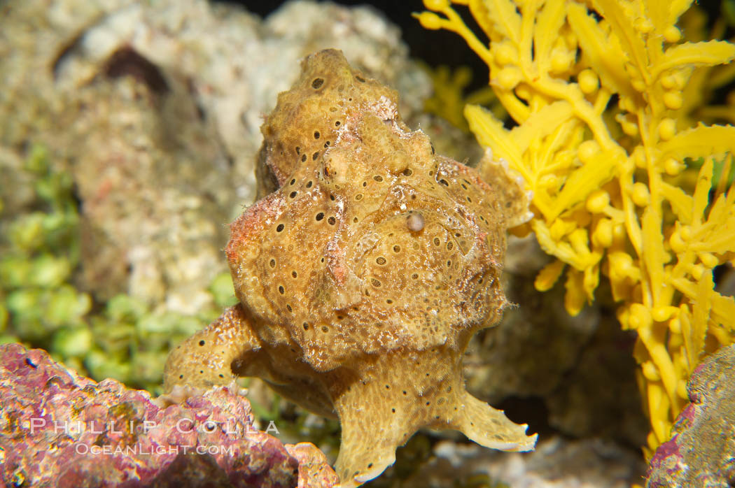 Frogfish, unidentified species.  The frogfish is a master of camoflage, lying in wait, motionless, until prey swims near, then POW lightning quick the frogfish gulps it down., natural history stock photograph, photo id 14512