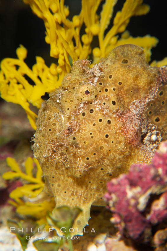 Frogfish, unidentified species.  The frogfish is a master of camoflage, lying in wait, motionless, until prey swims near, then POW lightning quick the frogfish gulps it down., natural history stock photograph, photo id 14515