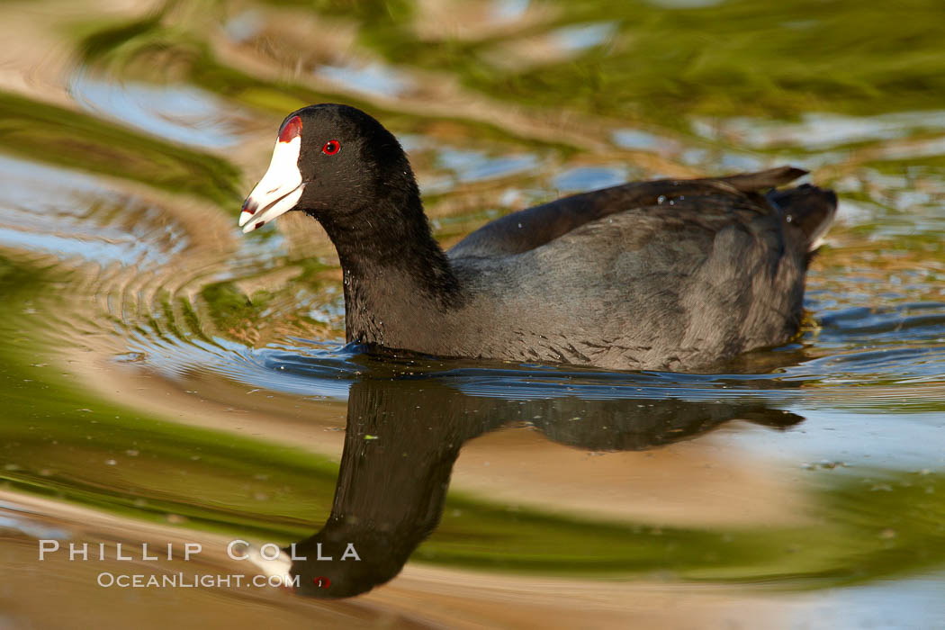 American coot. Santee Lakes, California, USA, Fulica americana, natural history stock photograph, photo id 23397