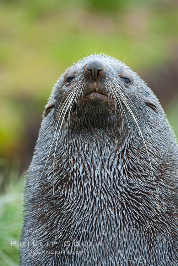 Antarctic fur seal, adult male (bull), showing distinctive pointed snout and long whiskers that are typical of many fur seal species. Fortuna Bay, South Georgia Island, Arctocephalus gazella, natural history stock photograph, photo id 24630