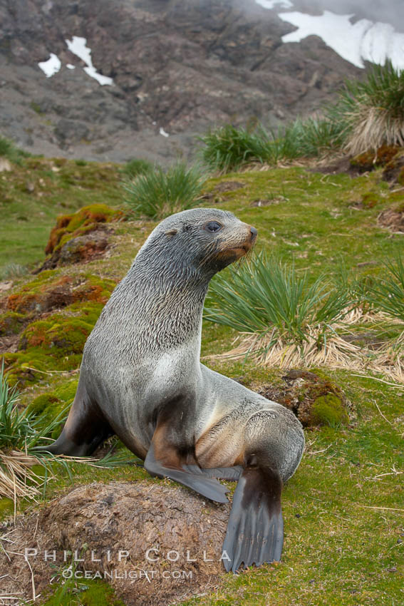 Antarctic fur seal, on grass slopes high above Fortuna Bay, with the cloudy heights of South Georgia Island rising in the background., Arctocephalus gazella, natural history stock photograph, photo id 24642