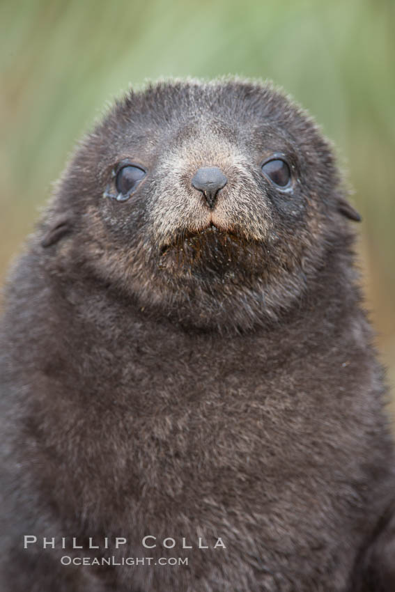 Antarctic fur seal, young pup, juvenile. Fortuna Bay, South Georgia Island, Arctocephalus gazella, natural history stock photograph, photo id 24658