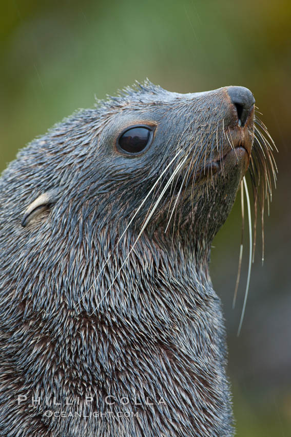 Antarctic fur seal, adult male (bull), showing distinctive pointed snout and long whiskers that are typical of many fur seal species, Arctocephalus gazella, Fortuna Bay