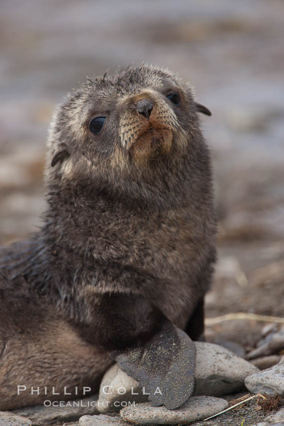 Antarctic fur seal, young pup, juvenile. Fortuna Bay, South Georgia Island, Arctocephalus gazella, natural history stock photograph, photo id 24656