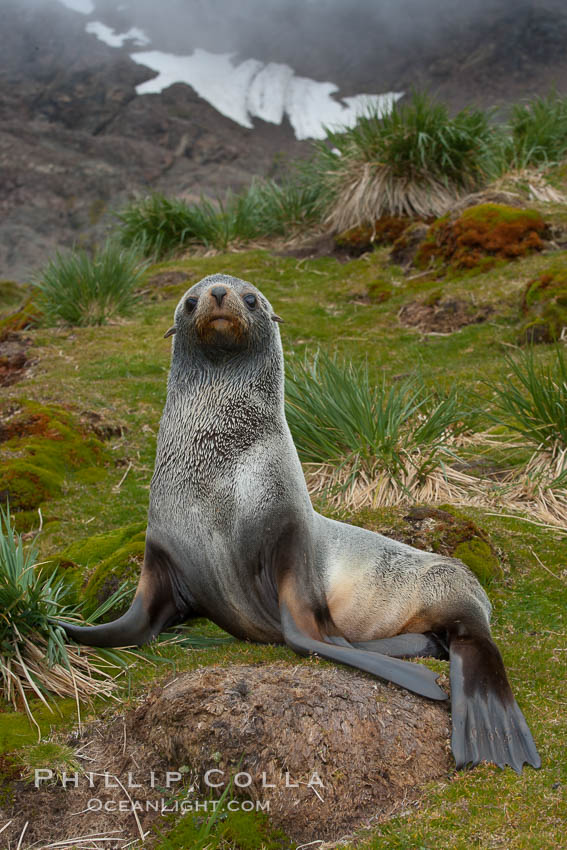 Antarctic fur seal, on grass slopes high above Fortuna Bay, with the cloudy heights of South Georgia Island rising in the background., Arctocephalus gazella, natural history stock photograph, photo id 24615