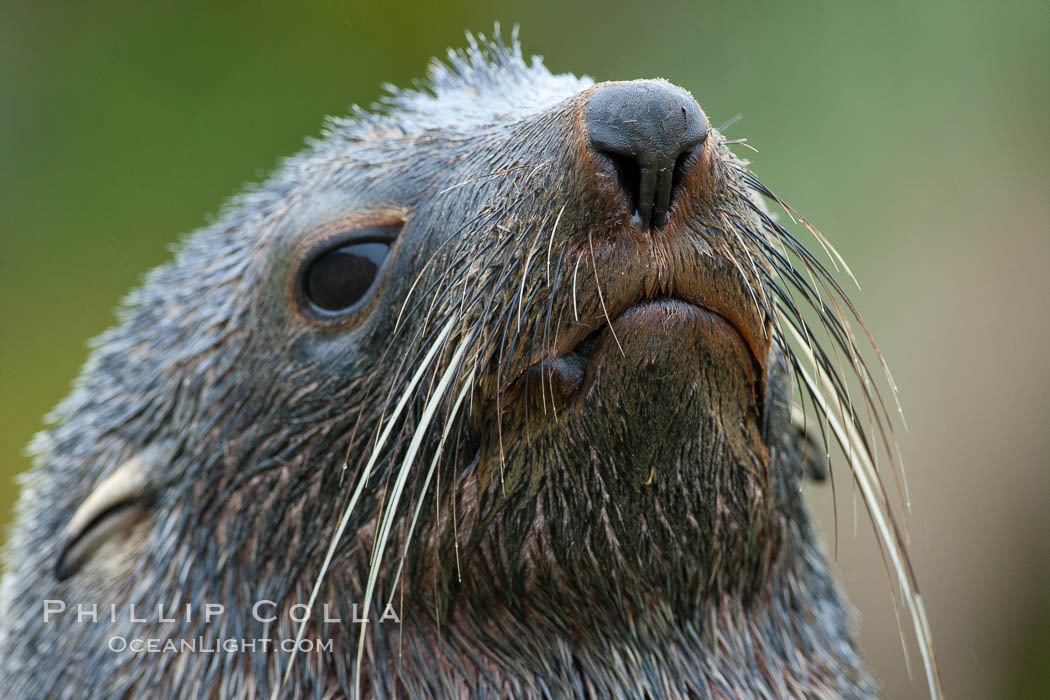 Antarctic fur seal, adult male (bull), showing distinctive pointed snout and long whiskers that are typical of many fur seal species. Fortuna Bay, South Georgia Island, Arctocephalus gazella, natural history stock photograph, photo id 24675