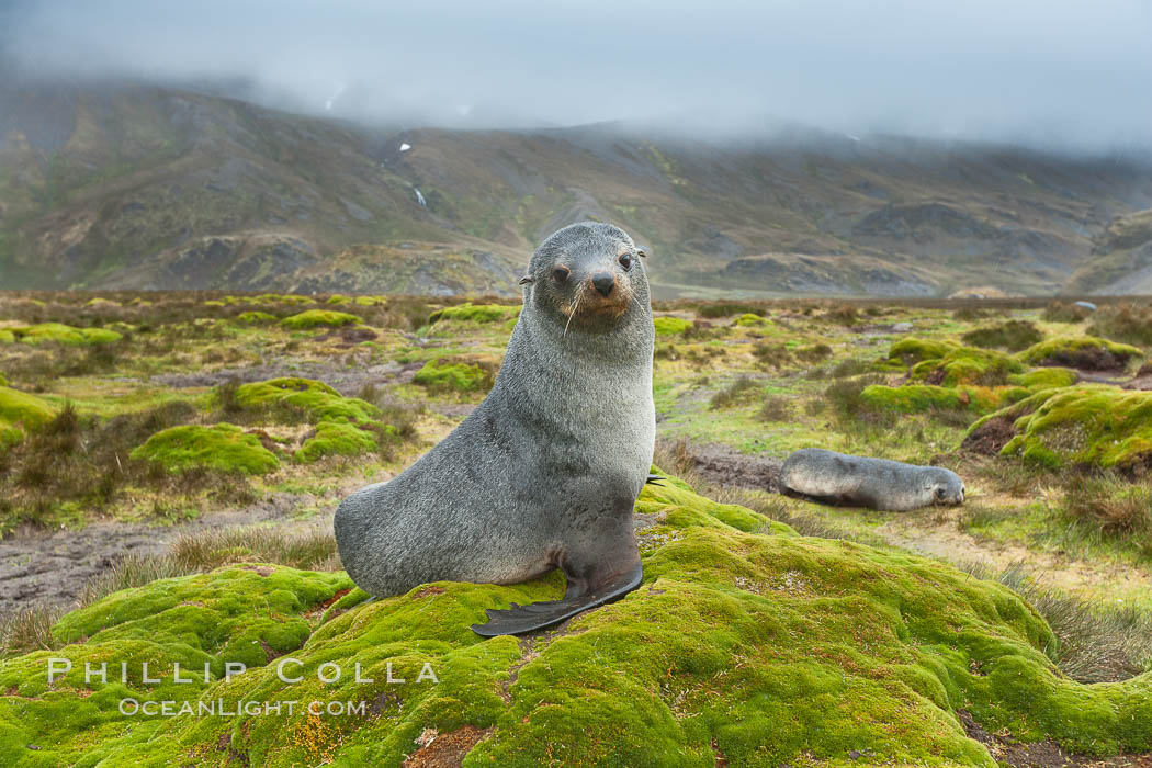 Antarctic fur seal on grassy mounds found along the shoreline of Stromness Bay. Stromness Harbour, South Georgia Island, Arctocephalus gazella, natural history stock photograph, photo id 24609