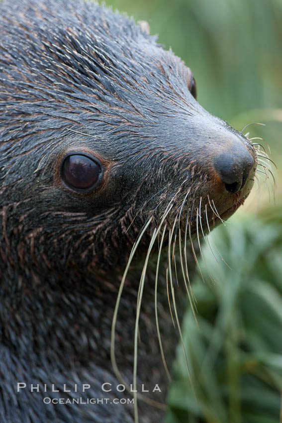 Antarctic fur seal, adult male (bull), showing distinctive pointed snout and long whiskers that are typical of many fur seal species. Fortuna Bay, South Georgia Island, Arctocephalus gazella, natural history stock photograph, photo id 24625
