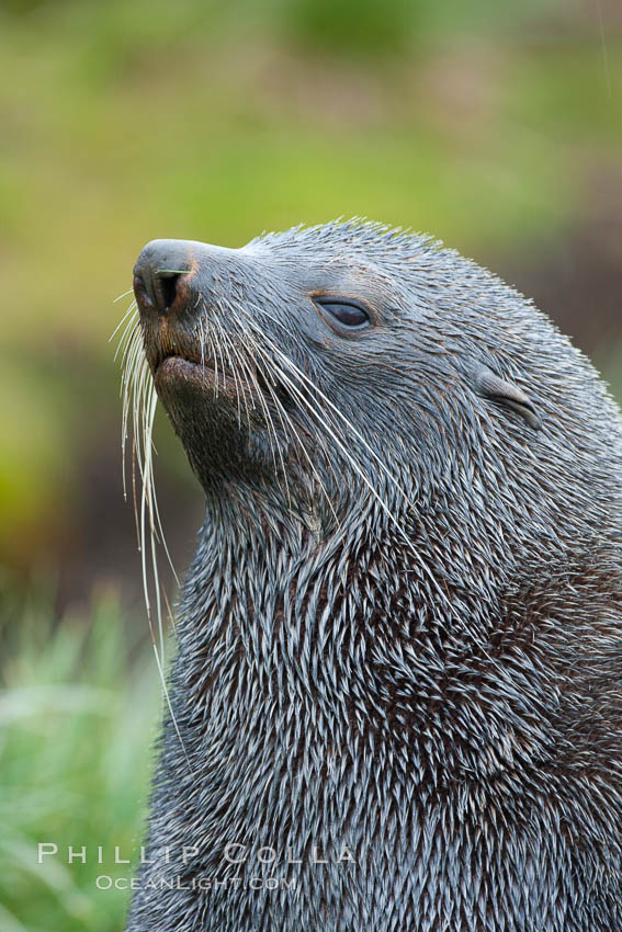 Antarctic fur seal, adult male (bull), showing distinctive pointed snout and long whiskers that are typical of many fur seal species. Fortuna Bay, South Georgia Island, Arctocephalus gazella, natural history stock photograph, photo id 24629