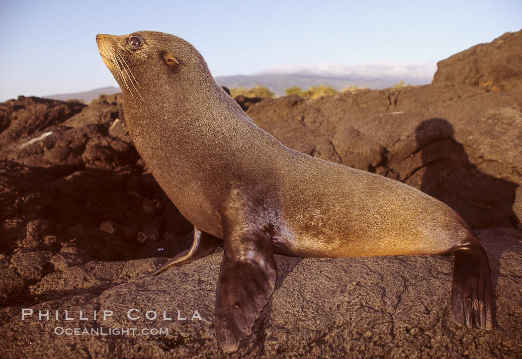 Galapagos fur seal. James Island, Galapagos Islands, Ecuador, Arctocephalus galapagoensis, natural history stock photograph, photo id 01554