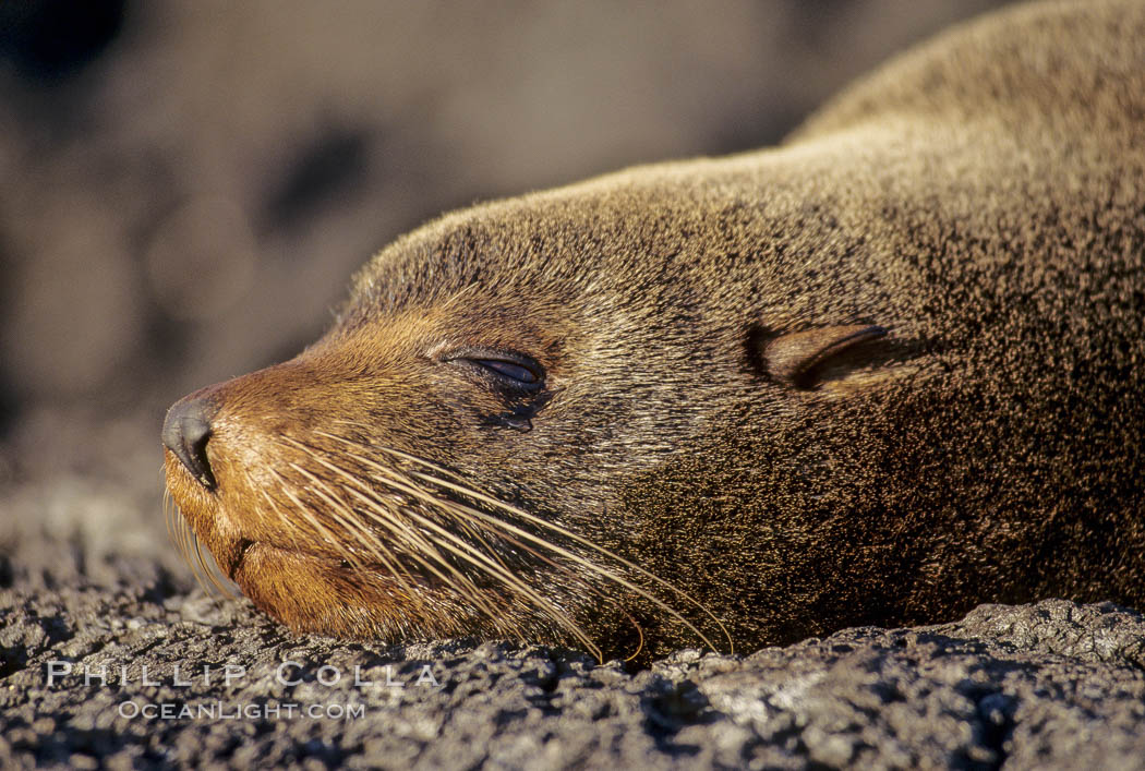 Galapagos fur seal. James Island, Galapagos Islands, Ecuador, Arctocephalus galapagoensis, natural history stock photograph, photo id 01558