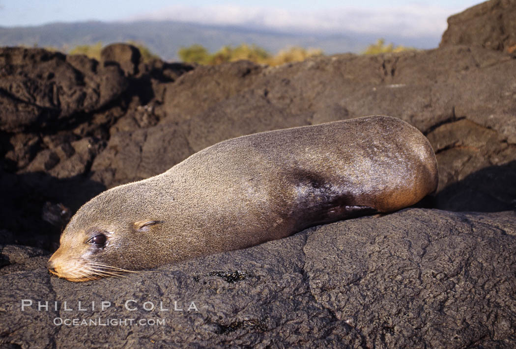Galapagos fur seal. James Island, Galapagos Islands, Ecuador, Arctocephalus galapagoensis, natural history stock photograph, photo id 01566
