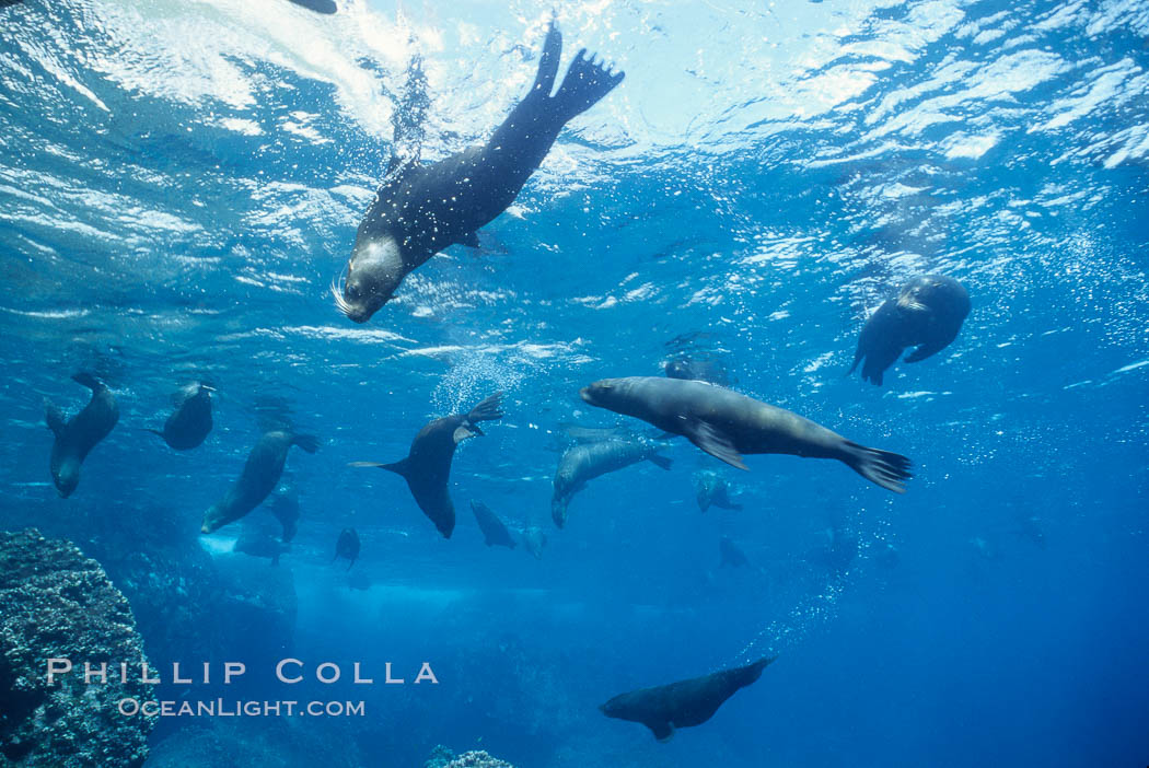 Galapagos fur seal. Darwin Island, Galapagos Islands, Ecuador, Arctocephalus galapagoensis, natural history stock photograph, photo id 01578