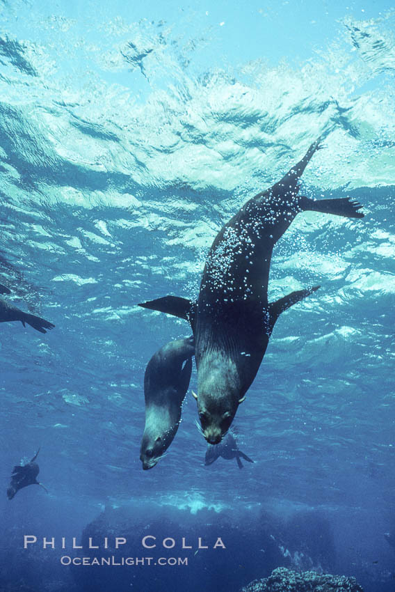 Galapagos fur seal. Darwin Island, Galapagos Islands, Ecuador, Arctocephalus galapagoensis, natural history stock photograph, photo id 01582