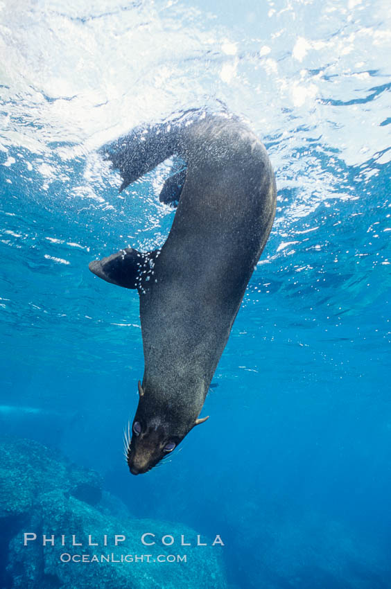 Galapagos fur seal. Darwin Island, Galapagos Islands, Ecuador, Arctocephalus galapagoensis, natural history stock photograph, photo id 01590