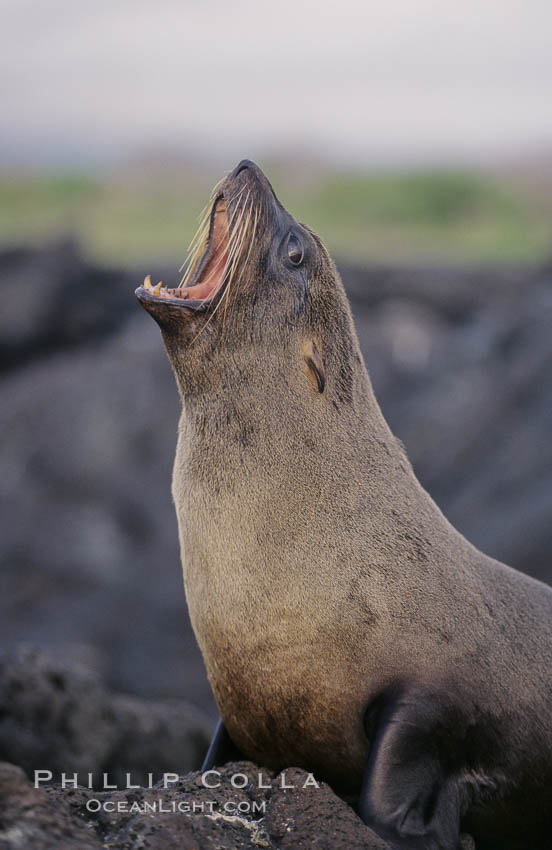 Galapagos fur seal. James Island, Galapagos Islands, Ecuador, Arctocephalus galapagoensis, natural history stock photograph, photo id 02246
