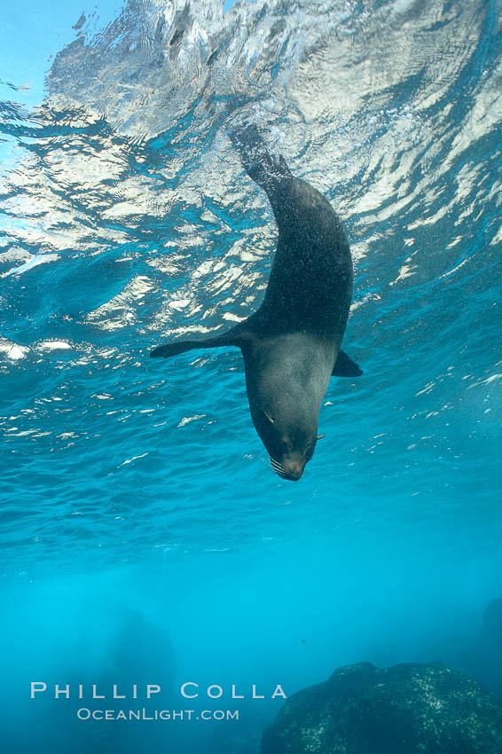Galapagos fur seal,  Darwin Island. Galapagos Islands, Ecuador, Arctocephalus galapagoensis, natural history stock photograph, photo id 16326