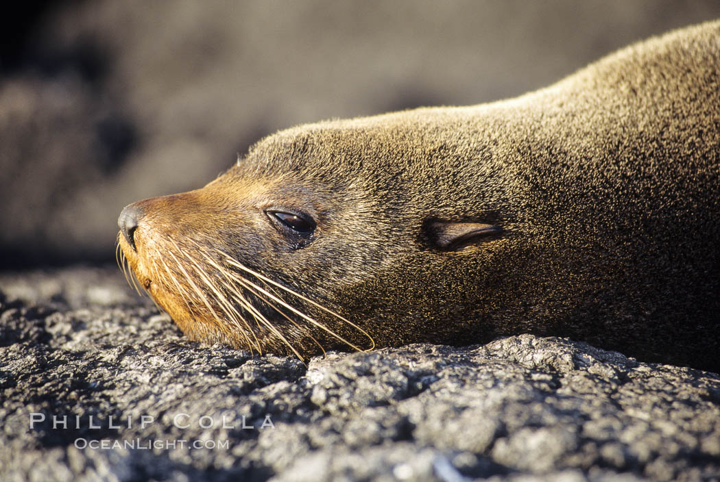 Galapagos fur seal. James Island, Galapagos Islands, Ecuador, Arctocephalus galapagoensis, natural history stock photograph, photo id 01560
