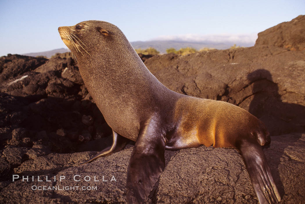Galapagos fur seal. James Island, Galapagos Islands, Ecuador, Arctocephalus galapagoensis, natural history stock photograph, photo id 01564