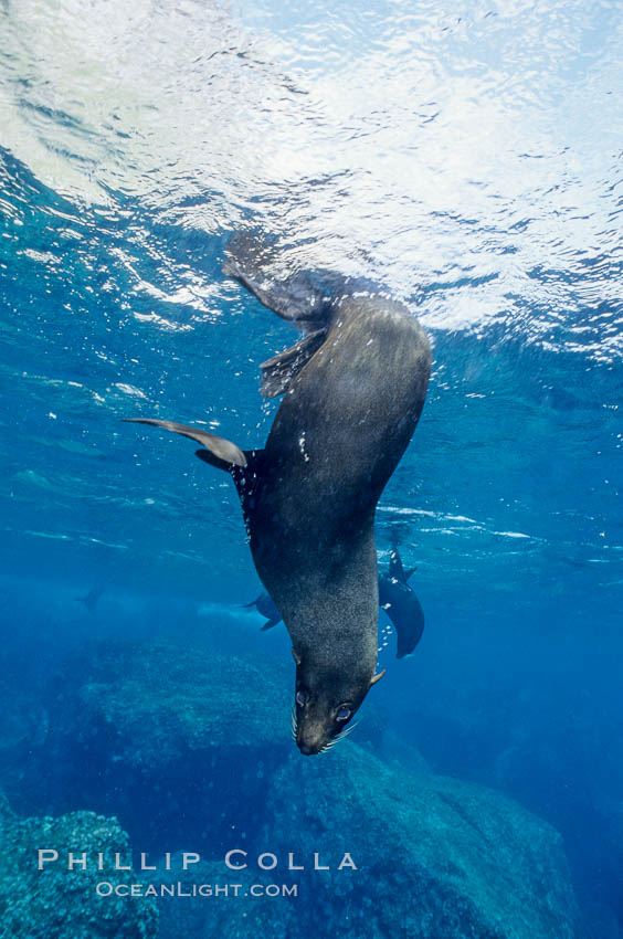 Galapagos fur seal. Darwin Island, Galapagos Islands, Ecuador, Arctocephalus galapagoensis, natural history stock photograph, photo id 01588