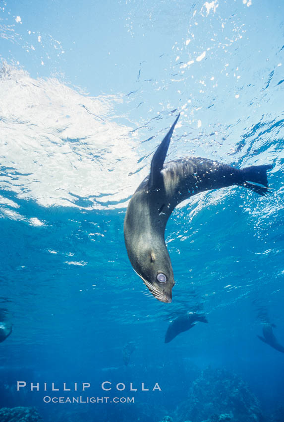 Galapagos fur seal. Darwin Island, Galapagos Islands, Ecuador, Arctocephalus galapagoensis, natural history stock photograph, photo id 01604