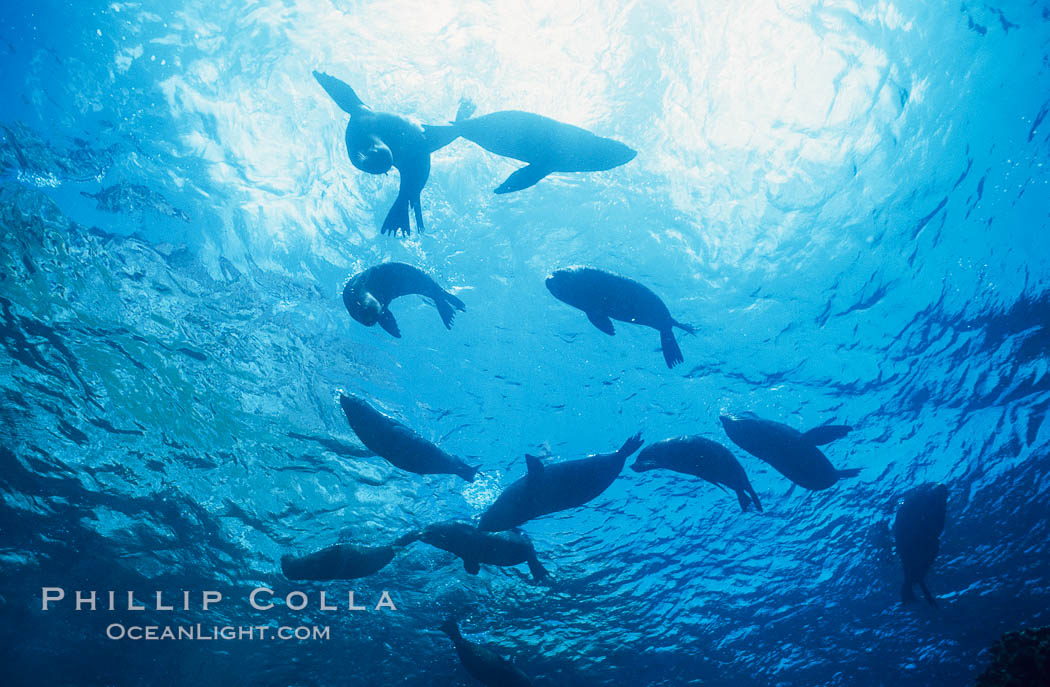 Galapagos fur seals. Darwin Island, Galapagos Islands, Ecuador, Arctocephalus galapagoensis, natural history stock photograph, photo id 01684