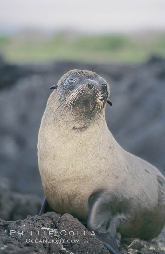 Galapagos fur seal. James Island, Galapagos Islands, Ecuador, Arctocephalus galapagoensis, natural history stock photograph, photo id 10072