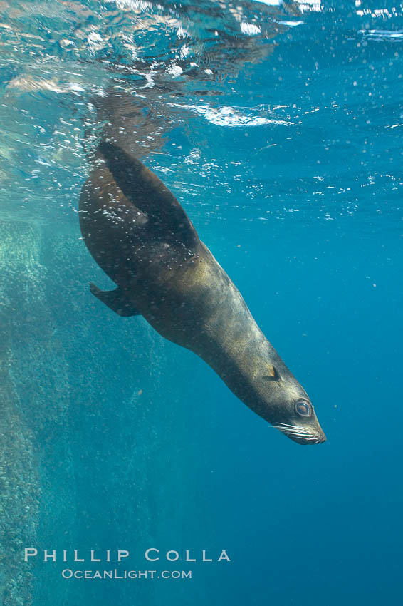 Galapagos fur seal,  Gordon Rocks. Galapagos Islands, Ecuador, Arctocephalus galapagoensis, natural history stock photograph, photo id 16316