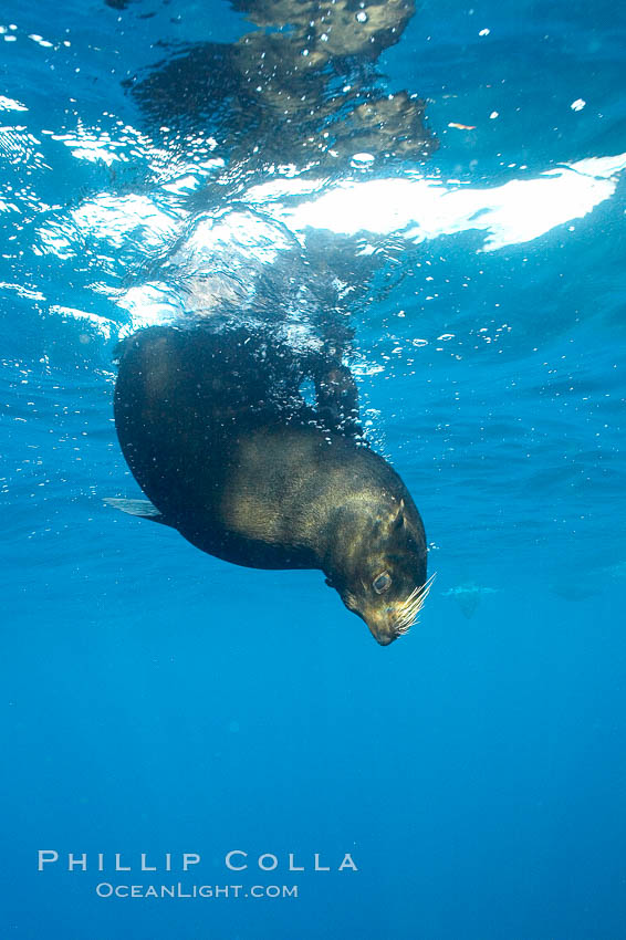 Galapagos fur seal,  Darwin Island. Galapagos Islands, Ecuador, Arctocephalus galapagoensis, natural history stock photograph, photo id 16320