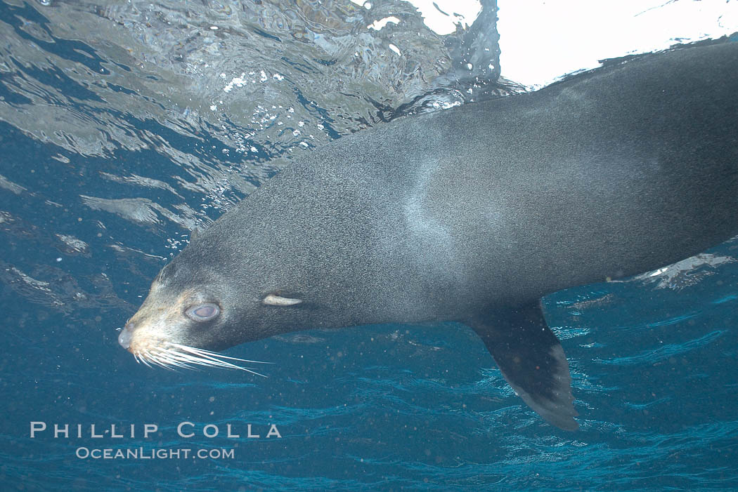 Galapagos fur seal,  Darwin Island. Galapagos Islands, Ecuador, Arctocephalus galapagoensis, natural history stock photograph, photo id 16324