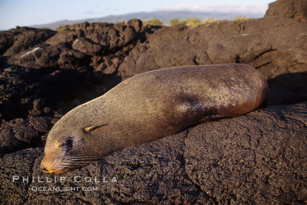 Galapagos fur seal. James Island, Galapagos Islands, Ecuador, Arctocephalus galapagoensis, natural history stock photograph, photo id 01555