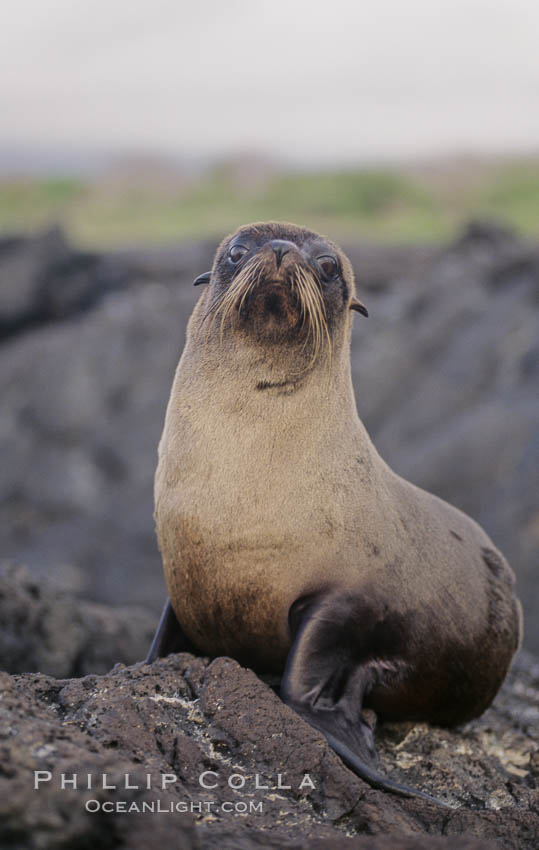 Galapagos fur seal. James Island, Galapagos Islands, Ecuador, Arctocephalus galapagoensis, natural history stock photograph, photo id 10071