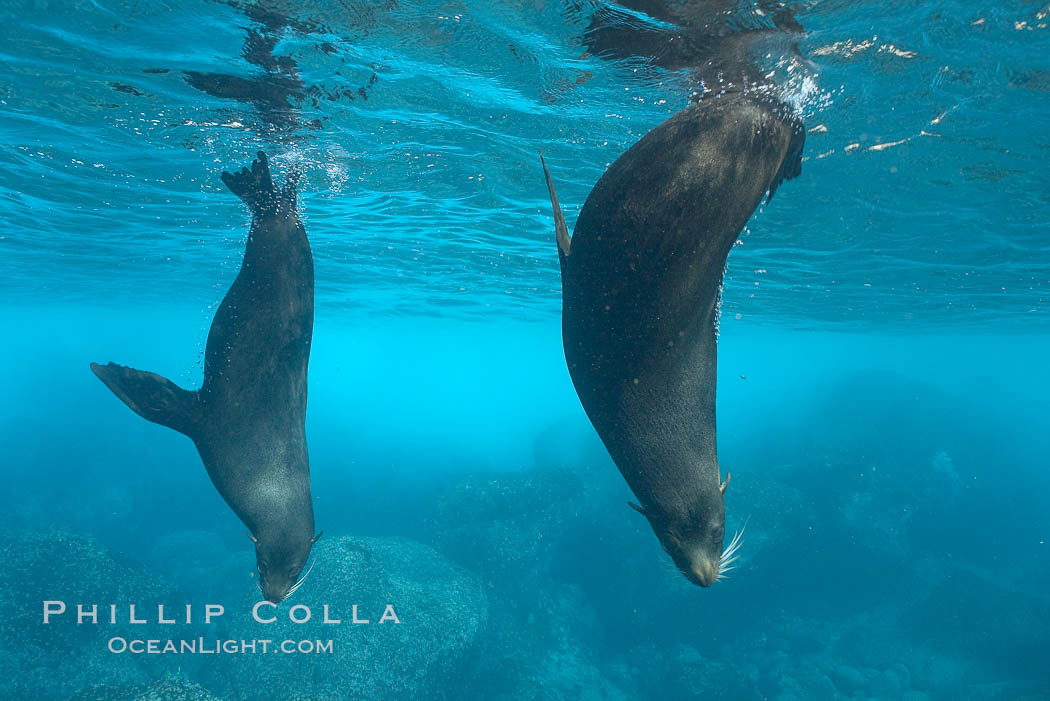 Galapagos fur seals,  Darwin Island. Galapagos Islands, Ecuador, Arctocephalus galapagoensis, natural history stock photograph, photo id 16319