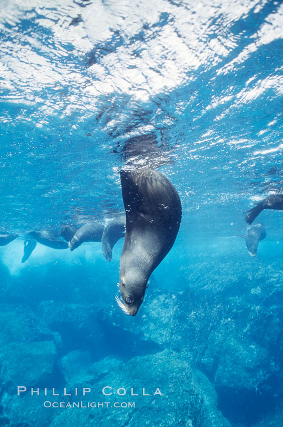 Galapagos fur seal. Darwin Island, Galapagos Islands, Ecuador, Arctocephalus galapagoensis, natural history stock photograph, photo id 01589