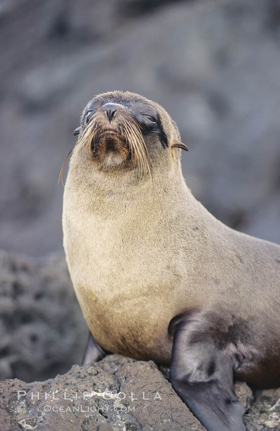 Galapagos fur seal. James Island, Galapagos Islands, Ecuador, Arctocephalus galapagoensis, natural history stock photograph, photo id 10069