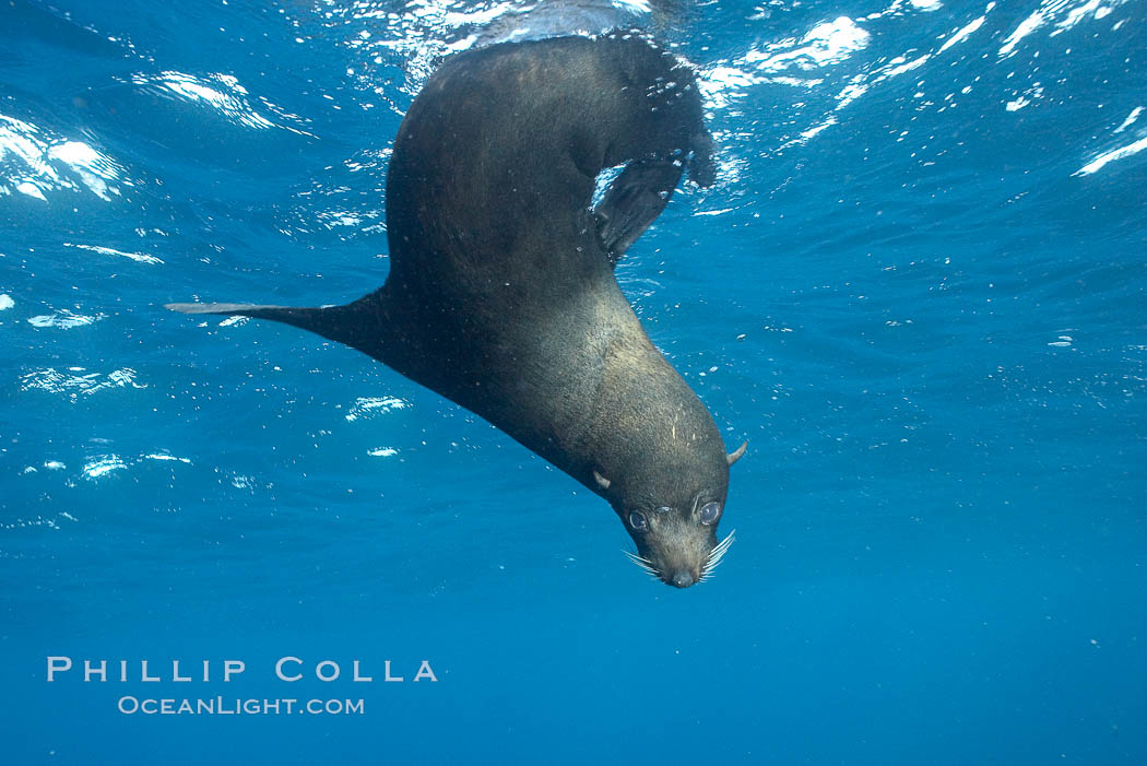 Galapagos fur seal,  Darwin Island. Galapagos Islands, Ecuador, Arctocephalus galapagoensis, natural history stock photograph, photo id 16321