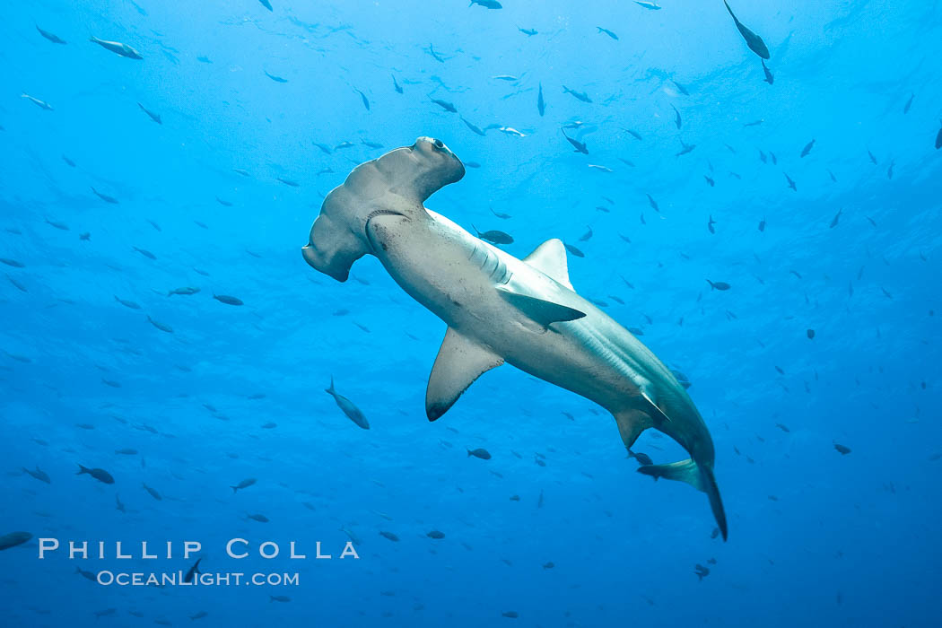 Scalloped hammerhead shark. Wolf Island, Galapagos Islands, Ecuador, Sphyrna lewini, natural history stock photograph, photo id 16282
