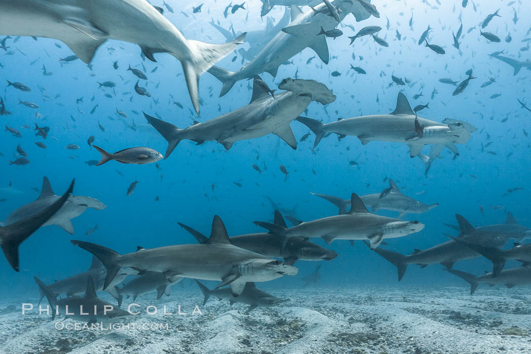 Hammerhead sharks, schooling, black and white / grainy. Darwin Island, Galapagos Islands, Ecuador, Sphyrna lewini, natural history stock photograph, photo id 16290